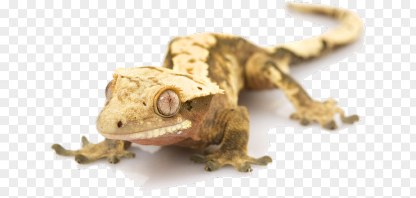 Lizard Crested Gecko Stock Photography PNG