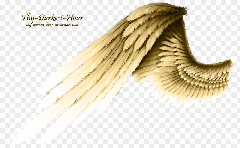 Wing Angel PNG