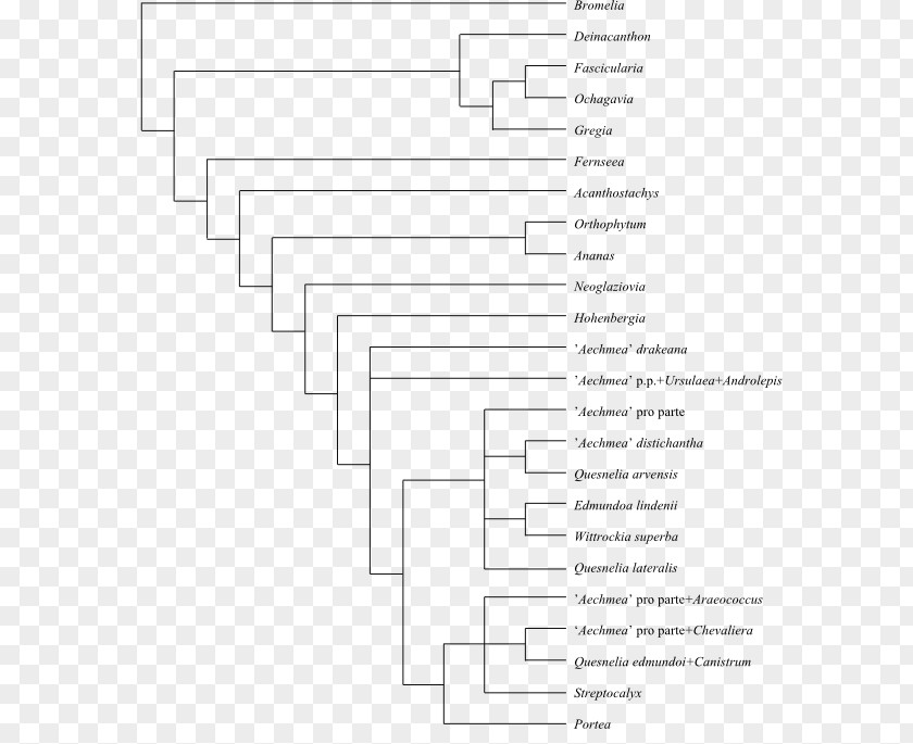 Cladogram Phylogenetic Tree Cladistics Phylogenetics Systematics PNG