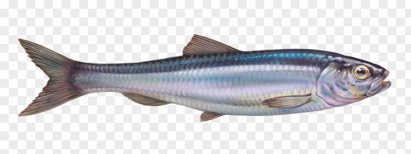 Fish Sardine Atlantic Herring Pacific Salmon PNG