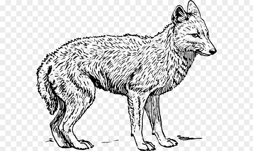 Jackal Coyote Gray Wolf Black-backed Clip Art PNG