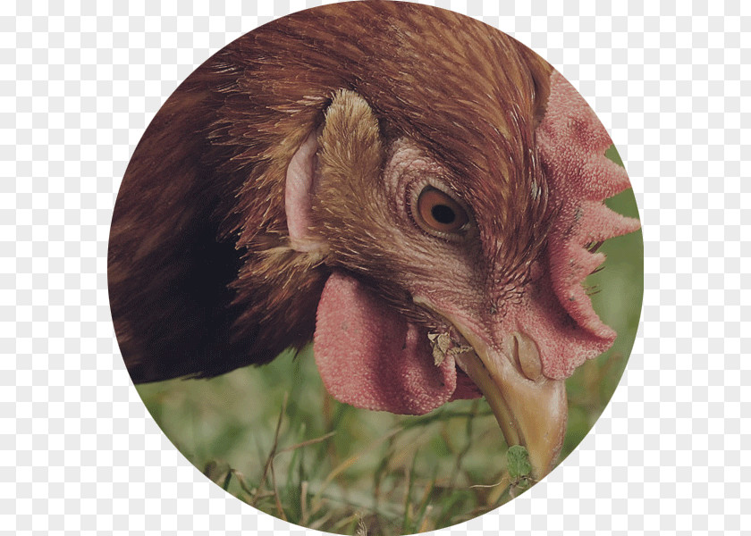 Meat Australorp Wyandotte Chicken Urban The Perfect Turkey PNG