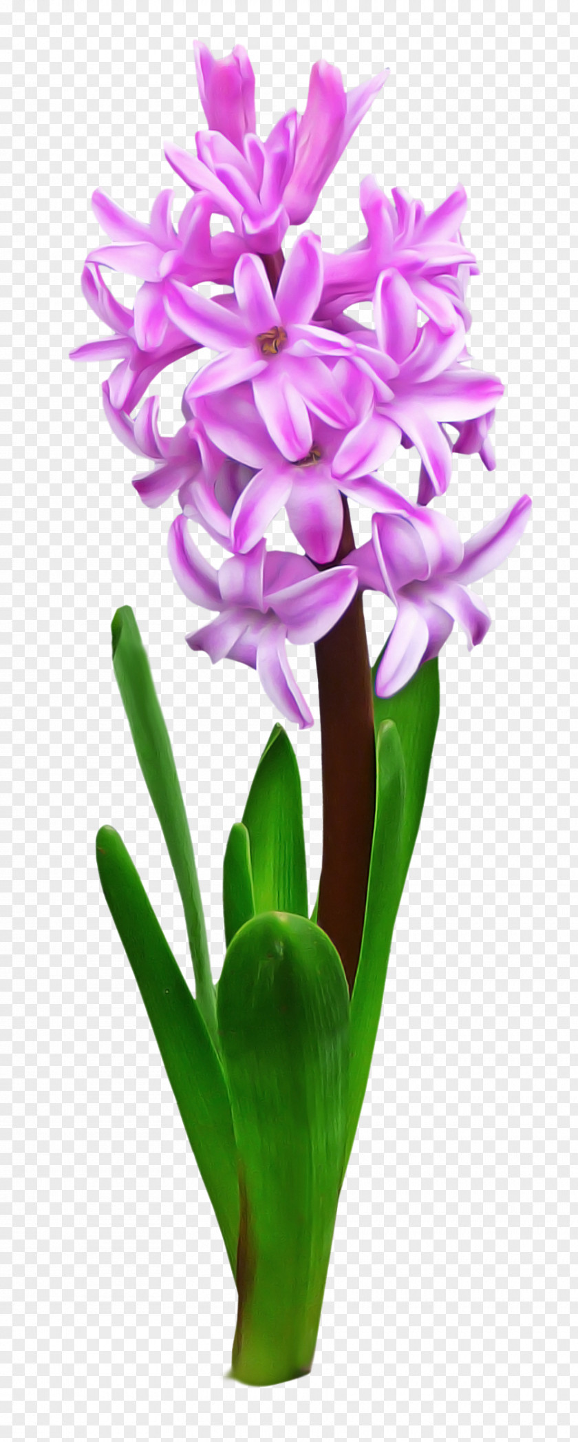 Perennial Plant Flowerpot Flower Flowering Petal Hyacinth PNG