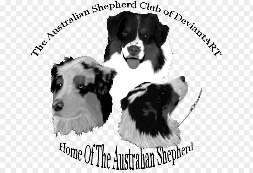 Puppy Dog Breed Border Collie Rough Companion PNG