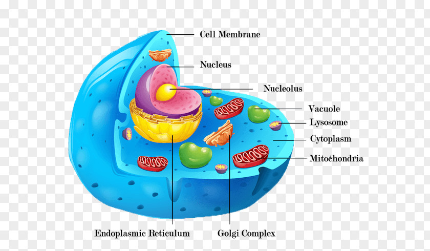 Cell Membrane Cèl·lula Animal Plant Wall Organelle PNG