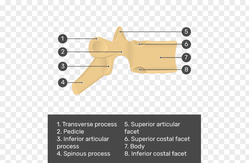 Intervertebral Foramen Superior Costal Facet Articular Processes Thoracic Vertebrae Inferior Transverse PNG