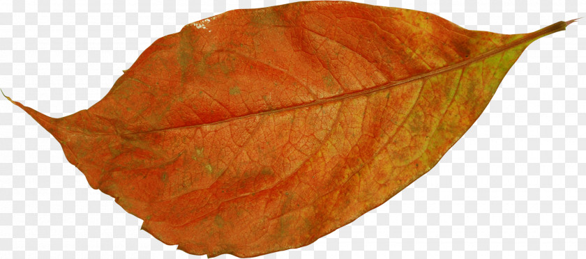 Leaf Photography Clip Art PNG