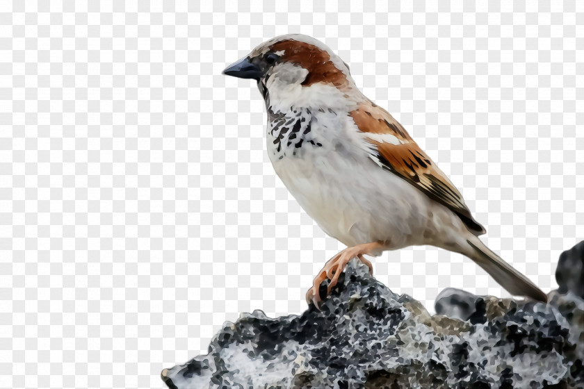 Brambling Finch Bird House Sparrow Beak Songbird PNG
