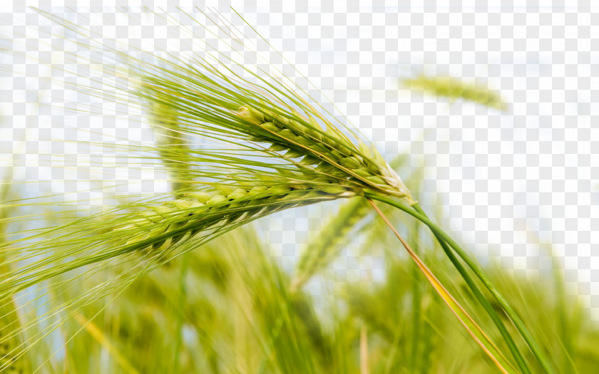 Green Wheat Theme Nature Wallpaper PNG