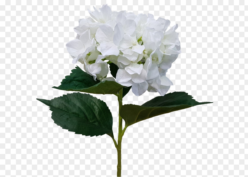 Hydrangea Cut Flowers Flowering Plant PNG