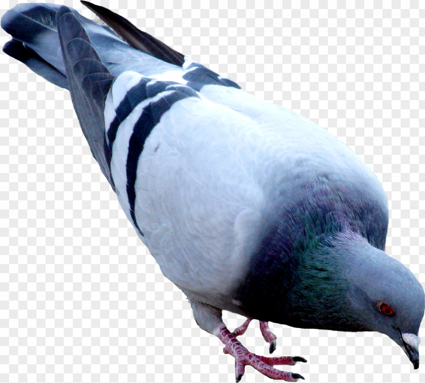 Pigeon Image Oriental Roller Domestic PNG