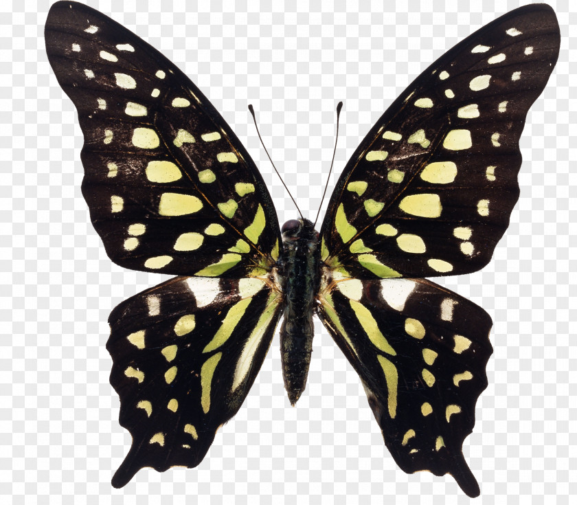 Butterfly Swallowtail Graphium Agamemnon Insect Macfarlanei PNG