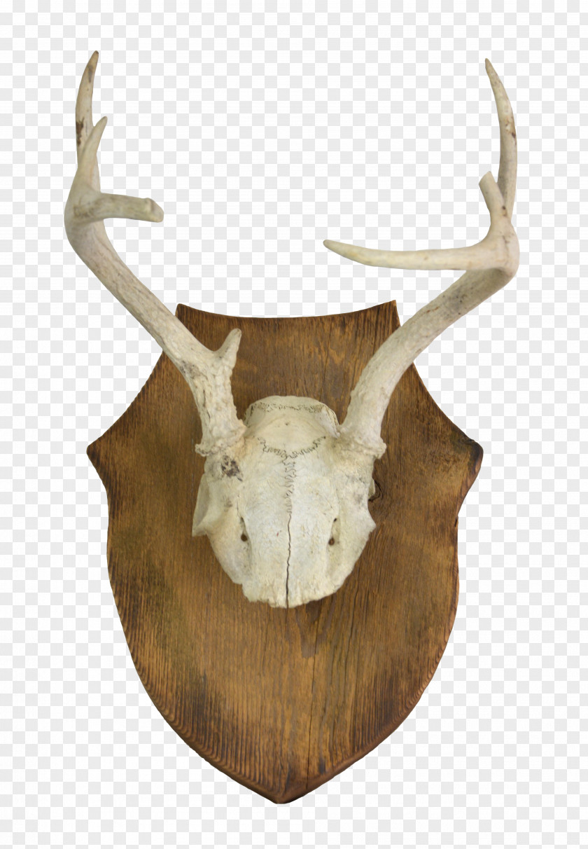 Deer White-tailed Antler Horn Bone PNG
