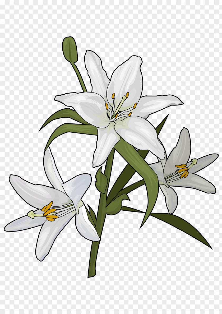 Hortensia Lilium Candidum Flower Plant Liliaceae Drawing PNG