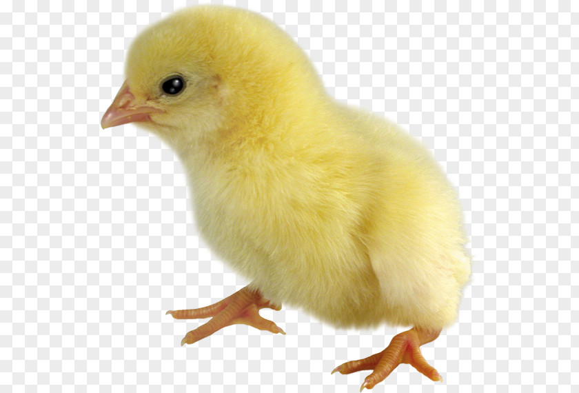 Chic Chicken Poultry Desktop Wallpaper Broiler PNG