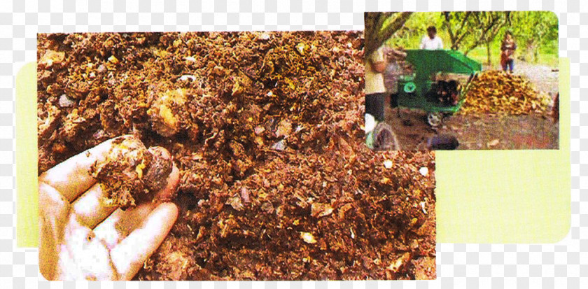 Chocolate Hot Cocoa Bean Husk Cacao Tree Compost PNG