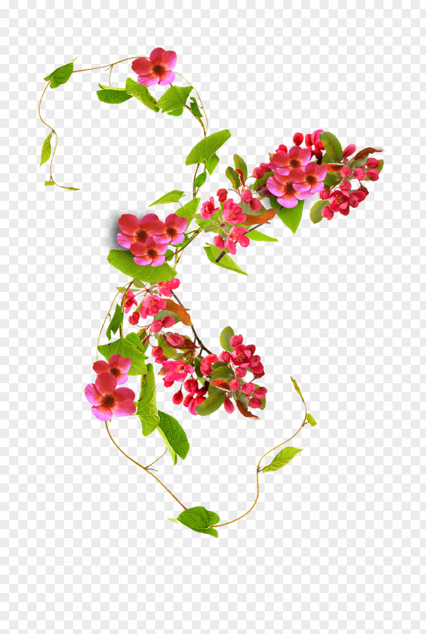 Flower Floral Design Cut Flowers Red Rose PNG
