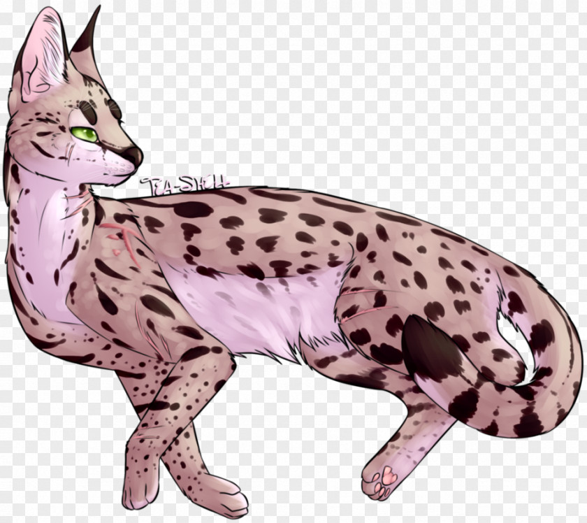 Ocicat Bengal Cat Whiskers Wildcat Paw PNG