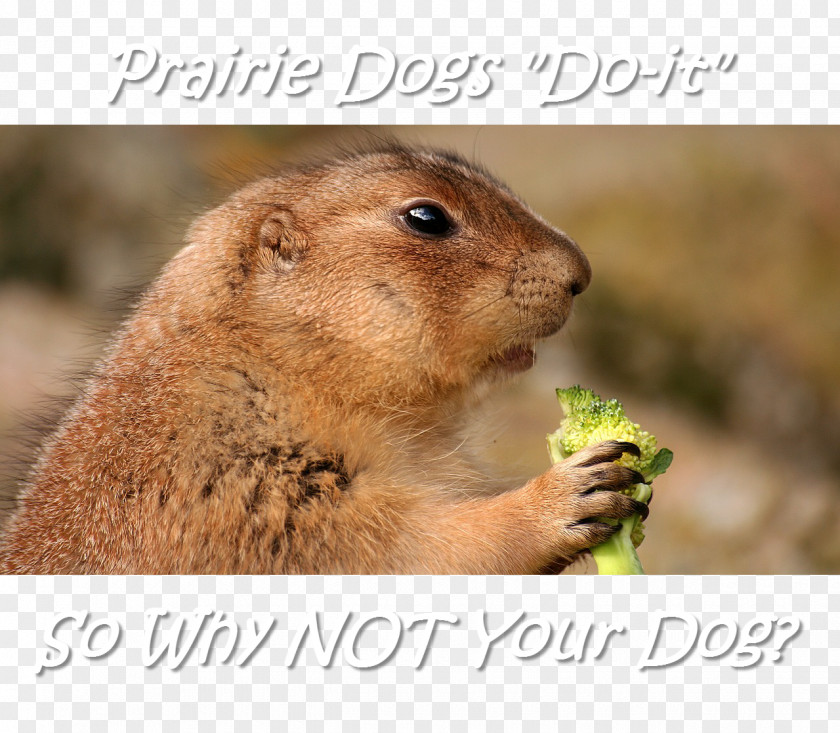 Prairie Dog Rodent Zazzle PNG