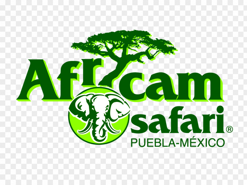 Safari Logo Transparent Africam Brand Green Font PNG