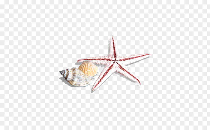 Starfish Seashell Sea Snail Beach Clip Art PNG