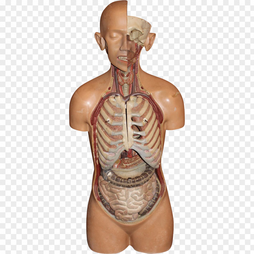 Arm Shoulder Homo Sapiens Chiropractor Human Body PNG