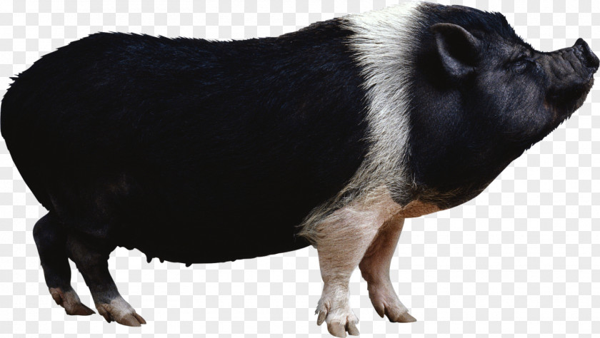 Dog Wild Boar Miniature Pig PNG