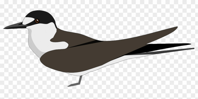 Duck Sooty Tern States And Territories Of India Lakshadweep Common Hill Myna PNG