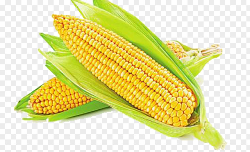 Fresh Corn Maize Vegetable Ear Sweet Photography PNG