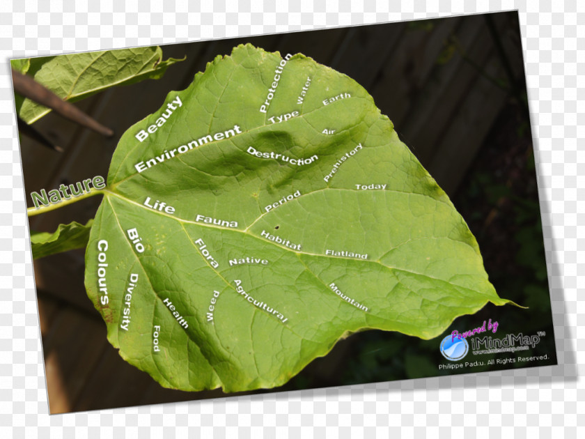Leaf Mind Map Nature Idea PNG