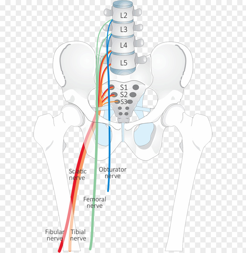 Manual Therapy Dermatome Nerve Piriformis Syndrome Anatomy Facet PNG
