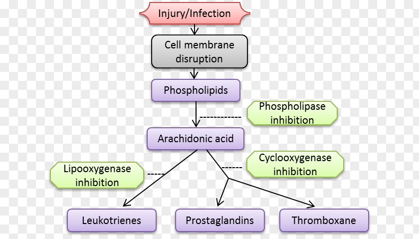 Nonsteroidal Anti-inflammatory Drug Inflammation Pyelonephritis Methylprednisolone Autoimmunity Stomatitis PNG