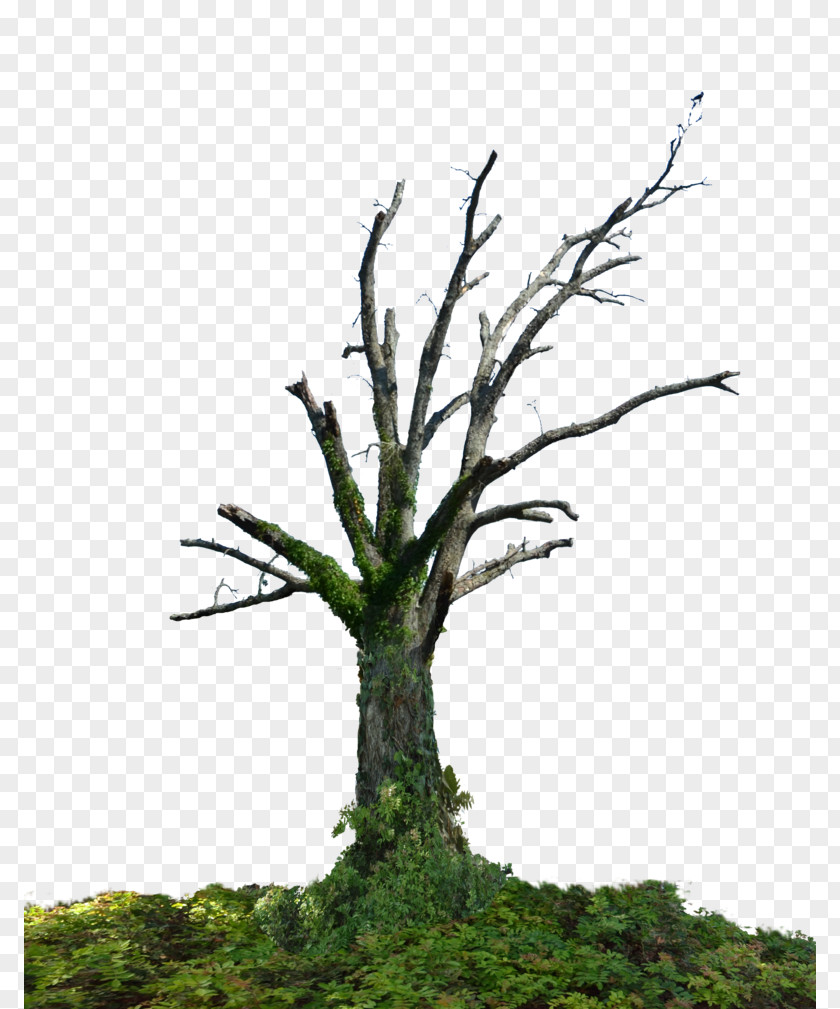 Share Tree Branch Root Trunk PNG