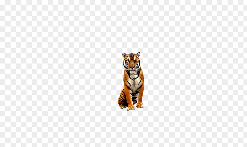 Tiger Zoo Bengal Big Cat Wildlife PNG