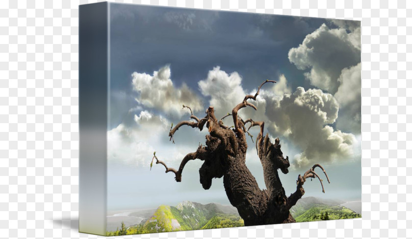 Tree Face Stock Photography Desktop Wallpaper Author .ru PNG