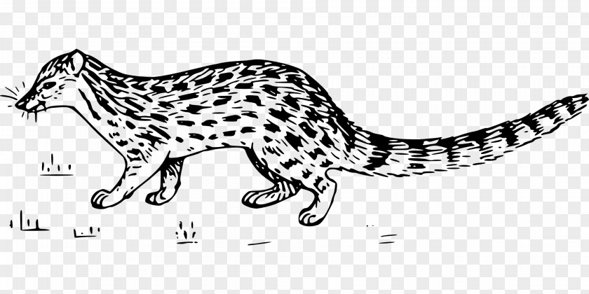 Cat Whiskers Wildcat Cheetah Leopard PNG