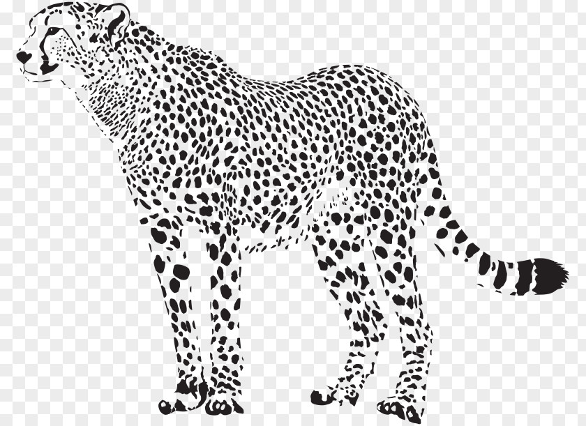 Cheetah Vector Graphics Illustration Image Leopard PNG