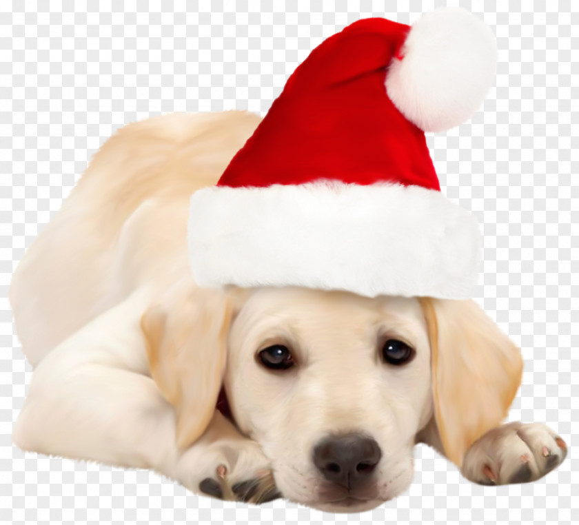 Dogs Labrador Retriever Golden Santa Claus Puppy Christmas PNG