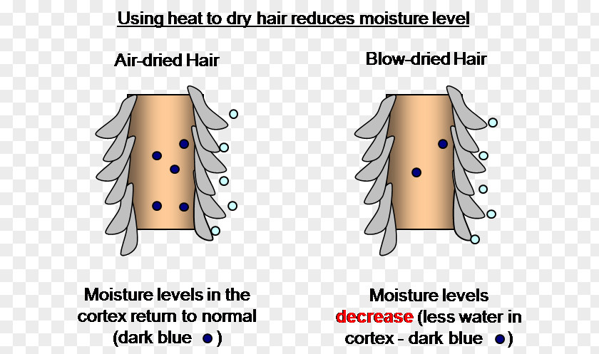 Heat Stroke Drying Hair Dryers Humidity Moisture PNG