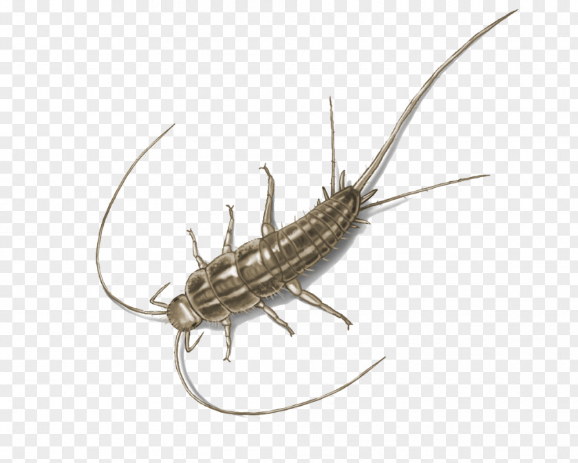 Insect Silverfish Pest Control Firebrat PNG