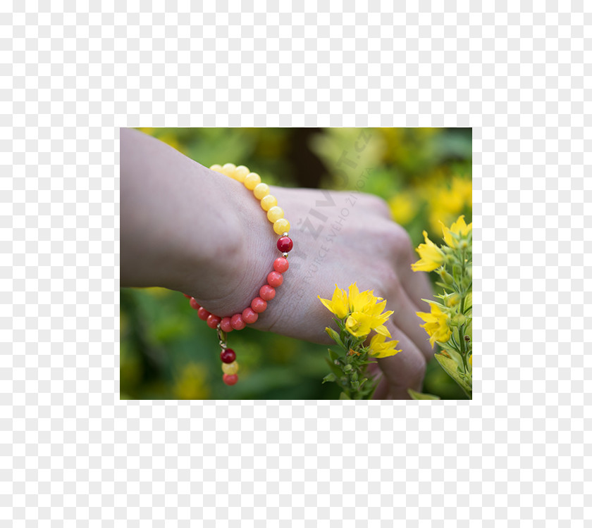 Jewellery Yellow Red Gold Bracelet PNG