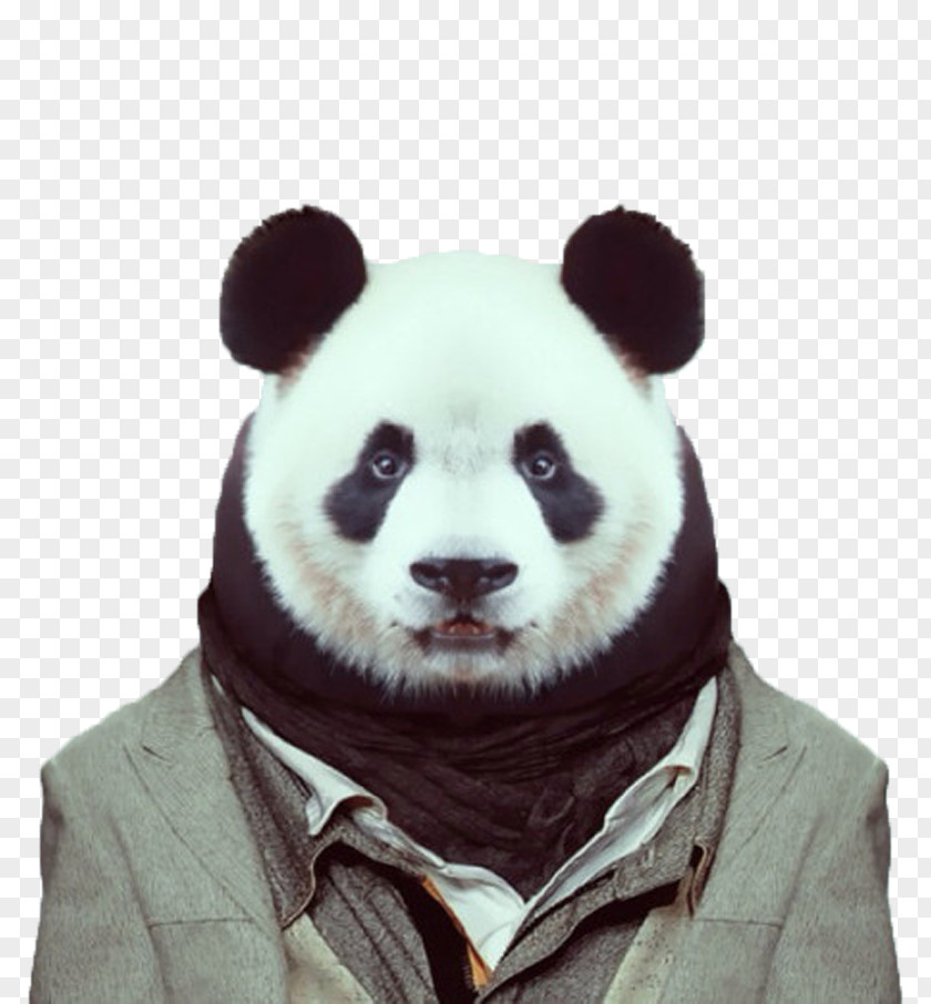 Mr. Panda Zoo Portraits Visual Arts Dog Giant PNG