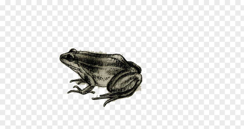 Painted Frog Toad Drawing PNG