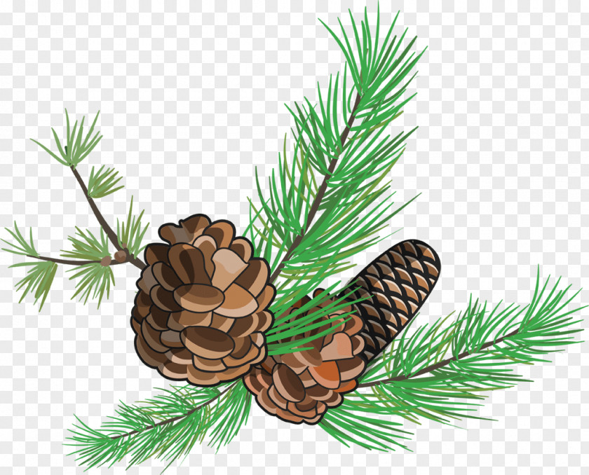Pine Cone Fir Spruce Conifer PNG