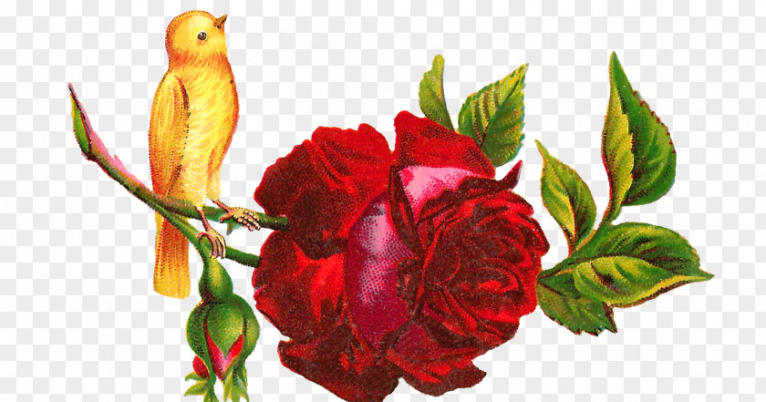 Pink Bird Hummingbird Flower Rose Clip Art PNG