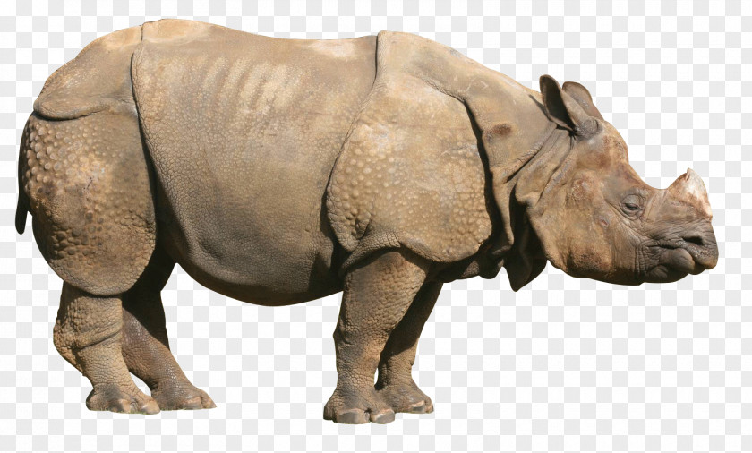 Rhinoceros Picture Clip Art PNG