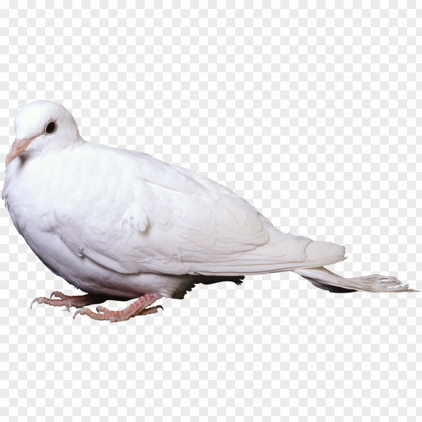 Pigeon Rock Dove Columbidae Bird Stock PNG
