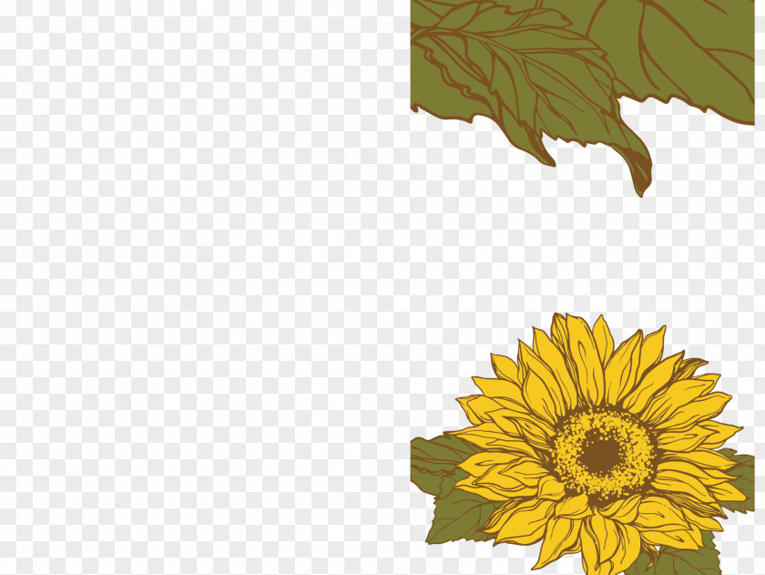 Sunflower Leaf Common Seed Daisy Family Plant PNG