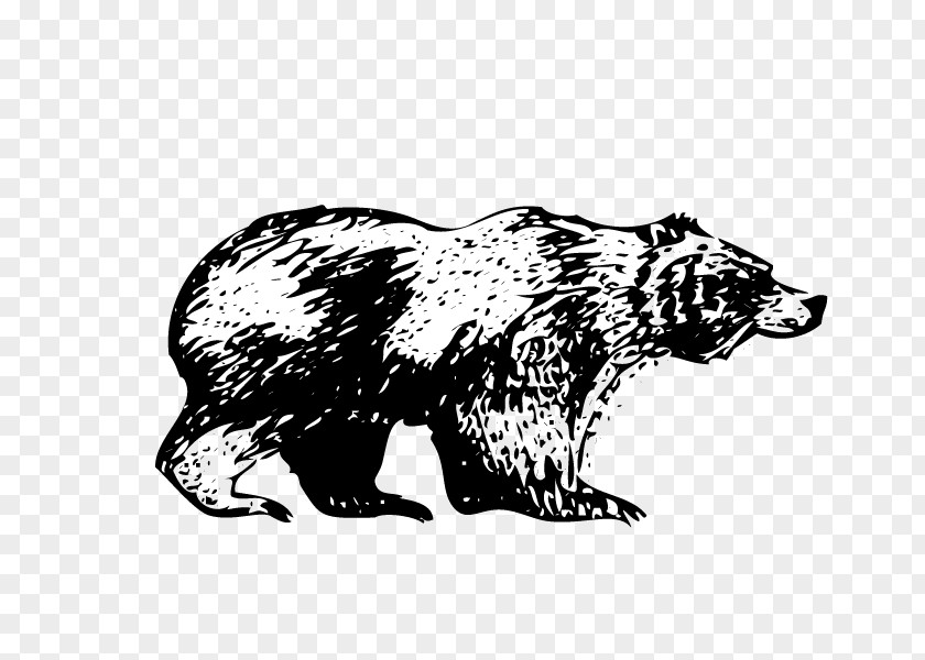 Bear Grizzly Drawing /m/02csf White PNG