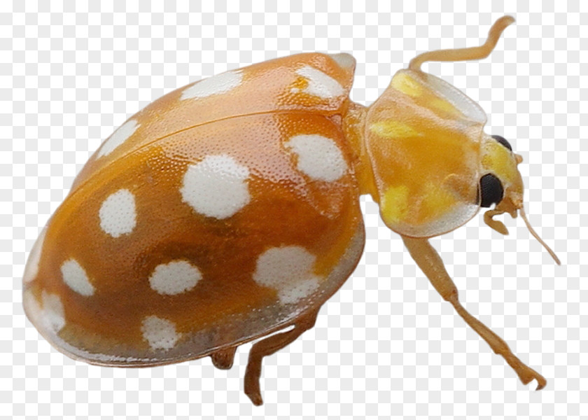 Beetle Weevil DeviantArt Ladybird PNG